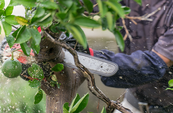 木の伐採の作業写真